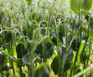 micro-pousses-pois-vert-ile-de-re