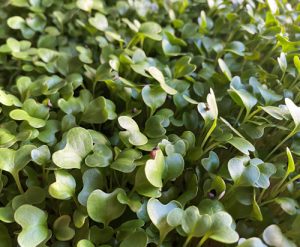 micro-pousses-brocoli-ile-de-re