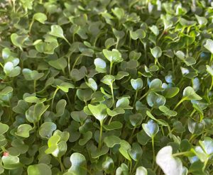 micro-pousses-moutarde-verte-ile-de-re